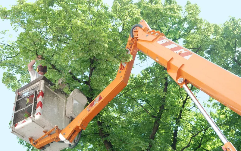 boom truck trimming tree in Binghamton NY