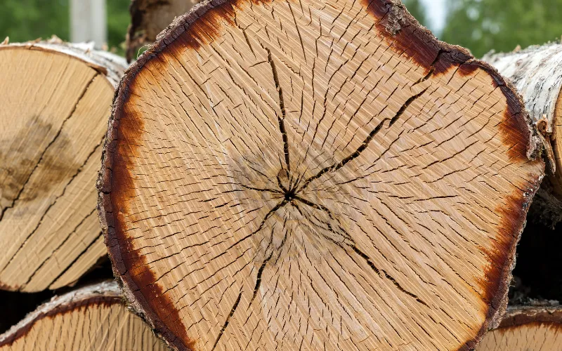 cross section of cut tree in Binghamton NY