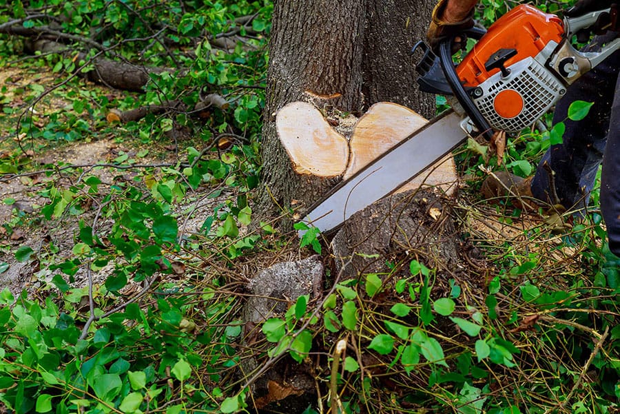 Tree care professional using chainsaw