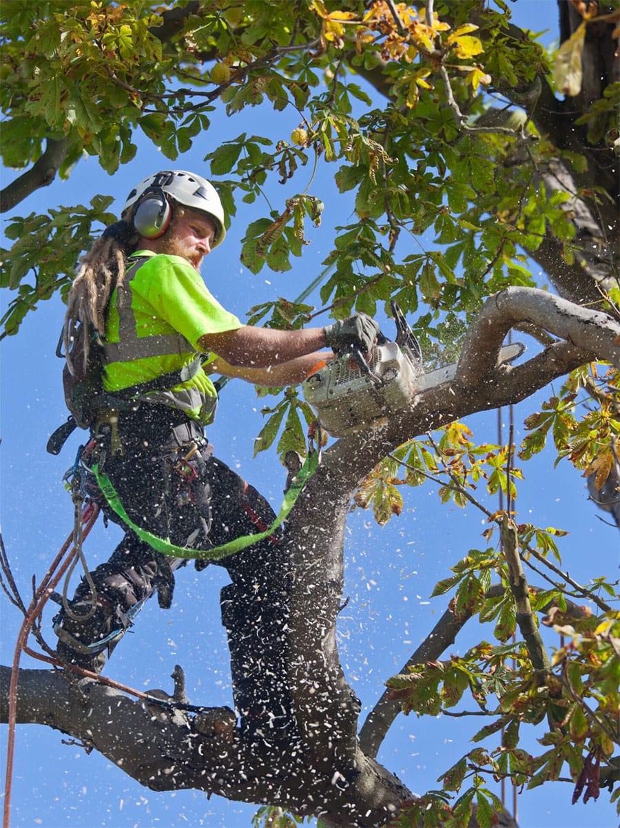 Professional arborist with chainsaw performing high-angle tree removal against blue sky